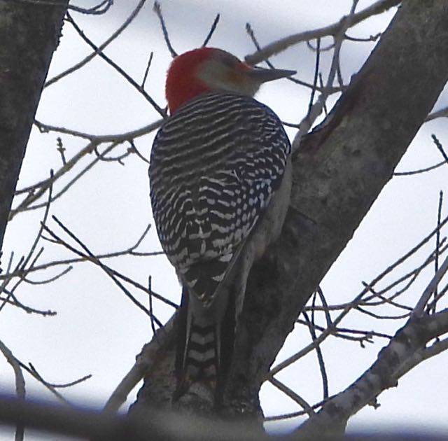 lake cameron red bellied woodpecker nov 18 2022 - 1