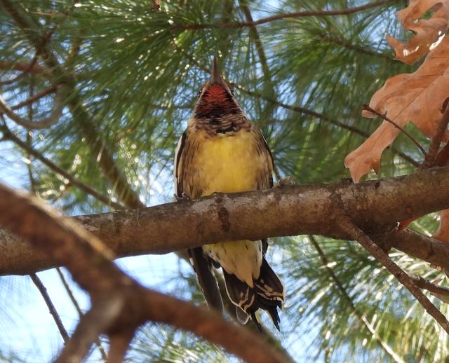 lake cameron yellow bellied sapsucker from below west side nov 22 2022 - 1