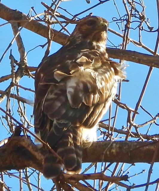 lake cameron american kestrel south end of lake closeup dec 19 2022 - 1