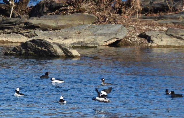 potomac riverbend park buffleheads coots by island 1 in flight dec 1 2022 - 1