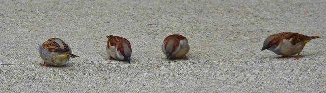 lake cameron 4 house sparrows in row on sidewalk jan 28 2023 - 1
