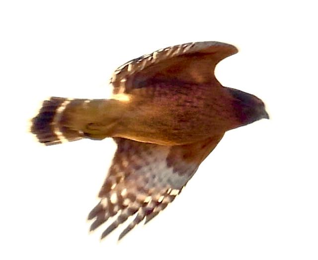 lake cameron red shouldered hawk launches jan 16 2023 - 1
