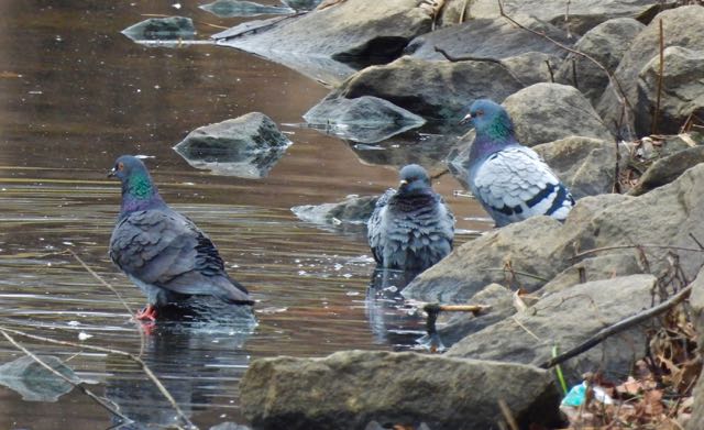 lake cameron 3 pigeons bathe at north end of lake feb 17 2023 - 1