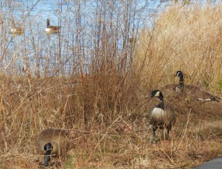 lake cameron 5 canada geese in brush and in lake feb 17 2023 - 1