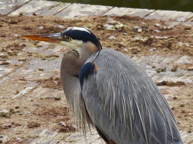 lake cameron blue heron focused on dock feb 17 2023 - 1