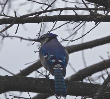lake cameron bluejay in tree by lake feb 17 2023 - 1