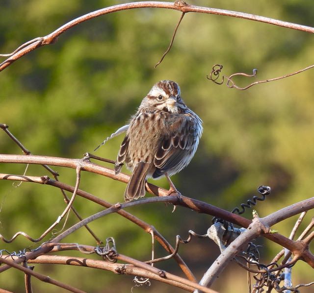 lake cameron chipping sparrow water edge east side feb 11 2023 - 1