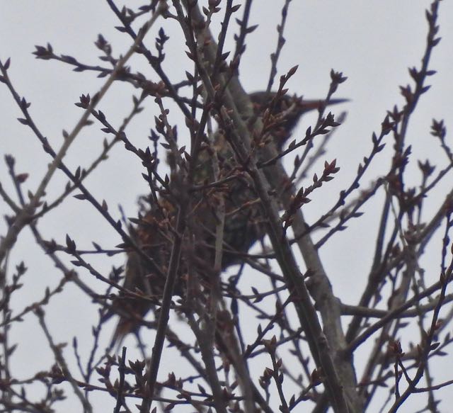 lake cameron european starling sideview in tree buds by lake feb 17 2023 - 1
