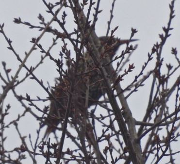 lake cameron european starling sideview in tree buds by lake feb 17 2023 - 1