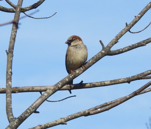 lake cameron house sparrow in tree above lake feb 17 2023 - 1