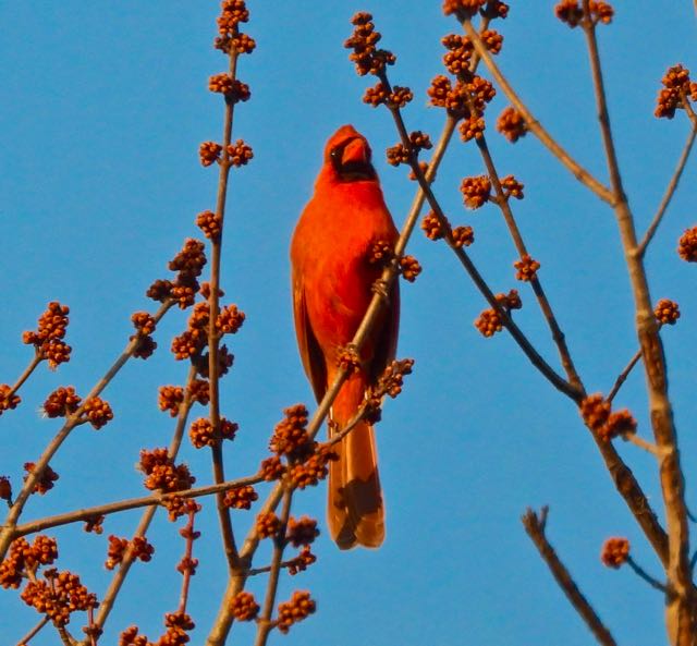 lake cameron male cardinal amid buds in early morning sun feb 25 2023 - 1