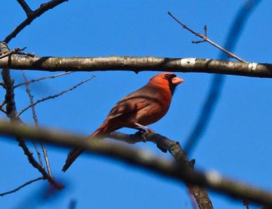 lake cameron male northern cardinal SE side feb 21 2023 - 1