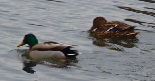 lake cameron mallard pair early morning feb 12 2023 - 1
