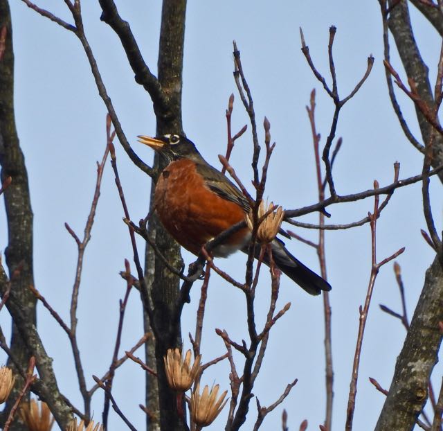 lake cameron red robin (one of flock) in tree north end of lake woods feb 19 2023 - 1