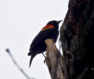 lake cameron red-winged blackbird sideview feb 17 2023 - 1