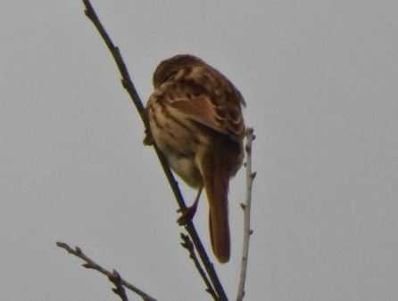 lake cameron savannah sparrow in tree by lake feb 17 2023 - 1