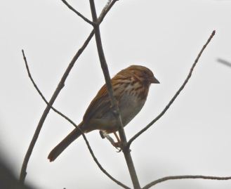 lake cameron song sparrow sideview in tree by lake feb 17 2023 - 1