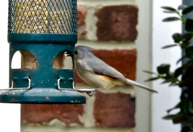 lake cameron tufted titmouse at feeder by lake feb 17 2023 - 1