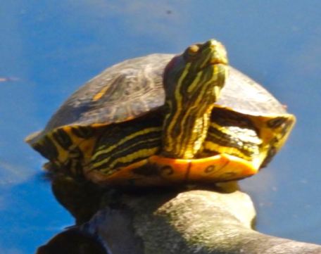 lake cameron turtle extends neck west side closeup feb 23 2023 - 1