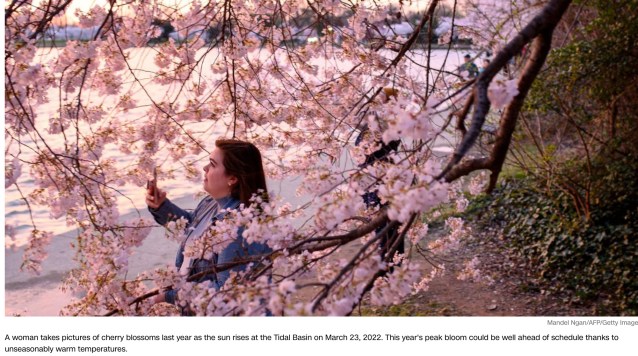 Screenshot_2023-02-25 DC's iconic cherry trees could hit a record-early peak bloom as temperatures soar CNN