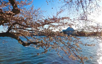 cherry blossoms across tidal basin toward Jef mnmt Mar 19 2023 - 1
