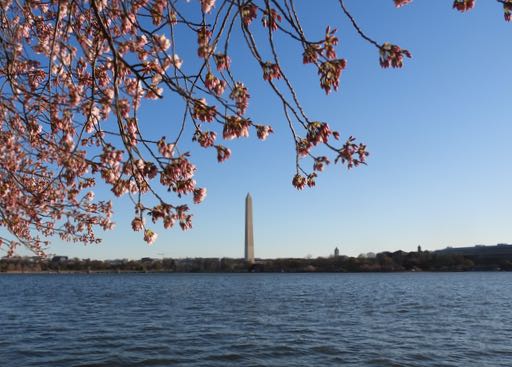 cherry blossoms on a cold windy sunday across todal basin Mar 19 2023 - 1