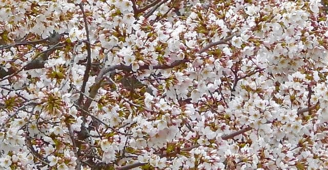 lake cameron cherry blossom tapestry in the community Mar 22 2023 - 1