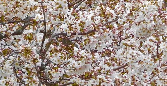 lake cameron cherry blossom tapestry in the community Mar 22 2023 - 1