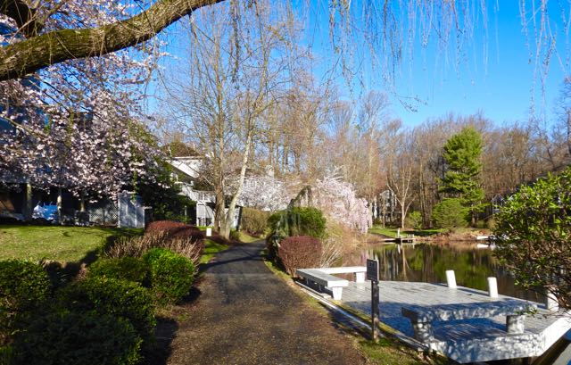 lake newport west side blossoms and lake Mar 26 2023 - 1